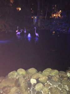 Punta Cana Flamingo